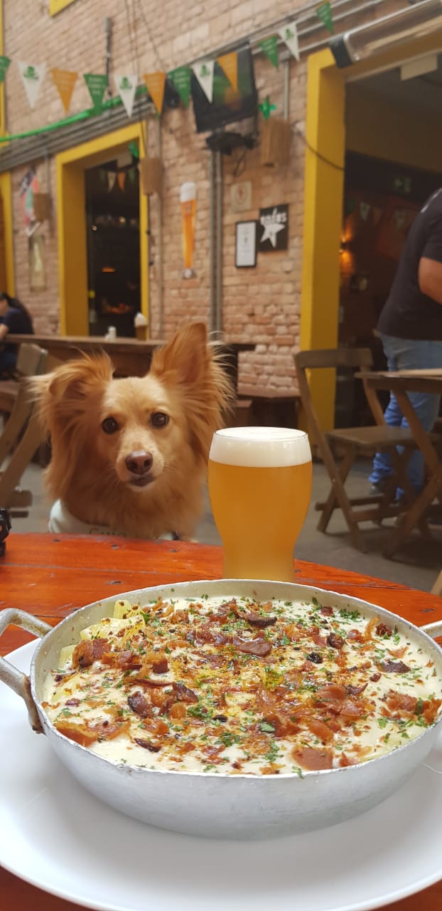cachorro sentado olhando para a comida e um copo de chopp