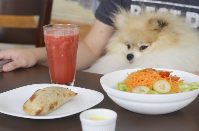 cachorro olhando para copo de suco e empanada