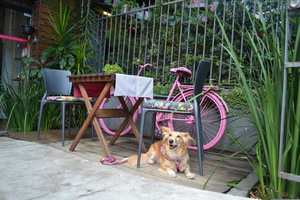 cachorro sentado e uma bicicleta