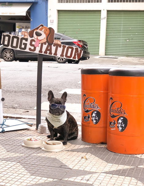 cachorro sentado na calçada com pote de comida e água