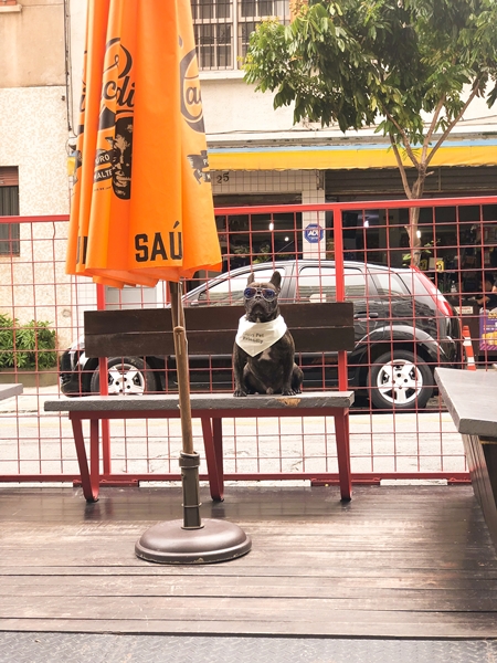 cachorro sentado no banco e uma barraca laranja
