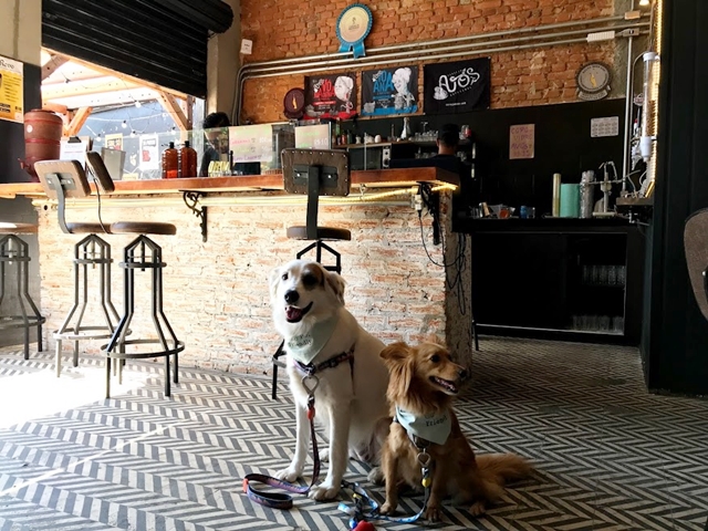 dois cachorros dentro de um bar