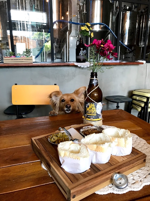 cachorro sentado na cadeira