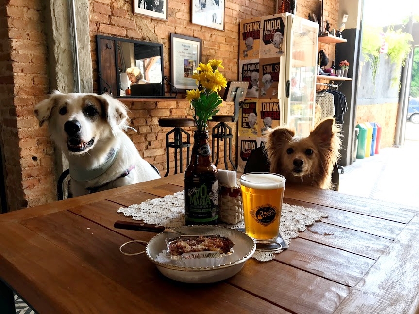 dois cachorros sentados na mesa