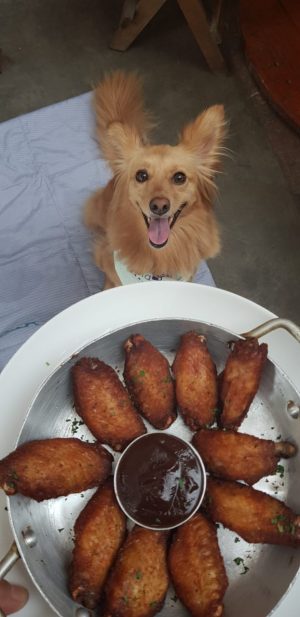 cachorro olhando para a comida