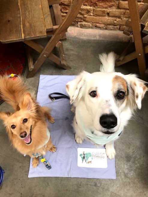 dois cachorros olhando pra foto