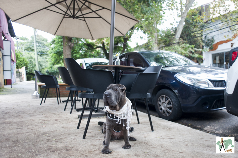 cachorro sentado na calçada do restaurante Epi Gastronomia