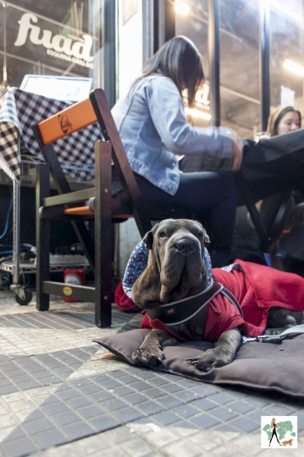 cachorro deitado em restaurante