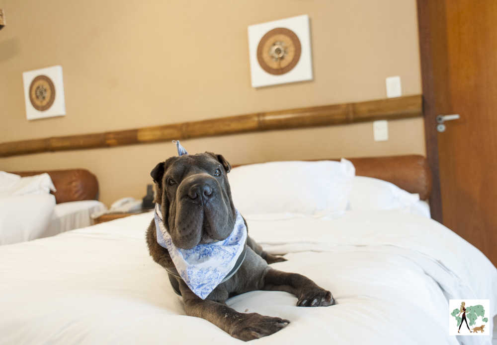 hotel-pet-friendly-em-ilhabela cachorro em cima da cama 