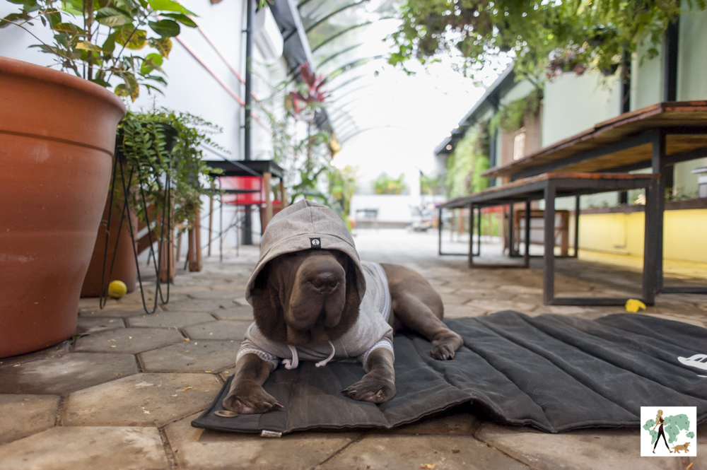 cachorro de casaco deitado