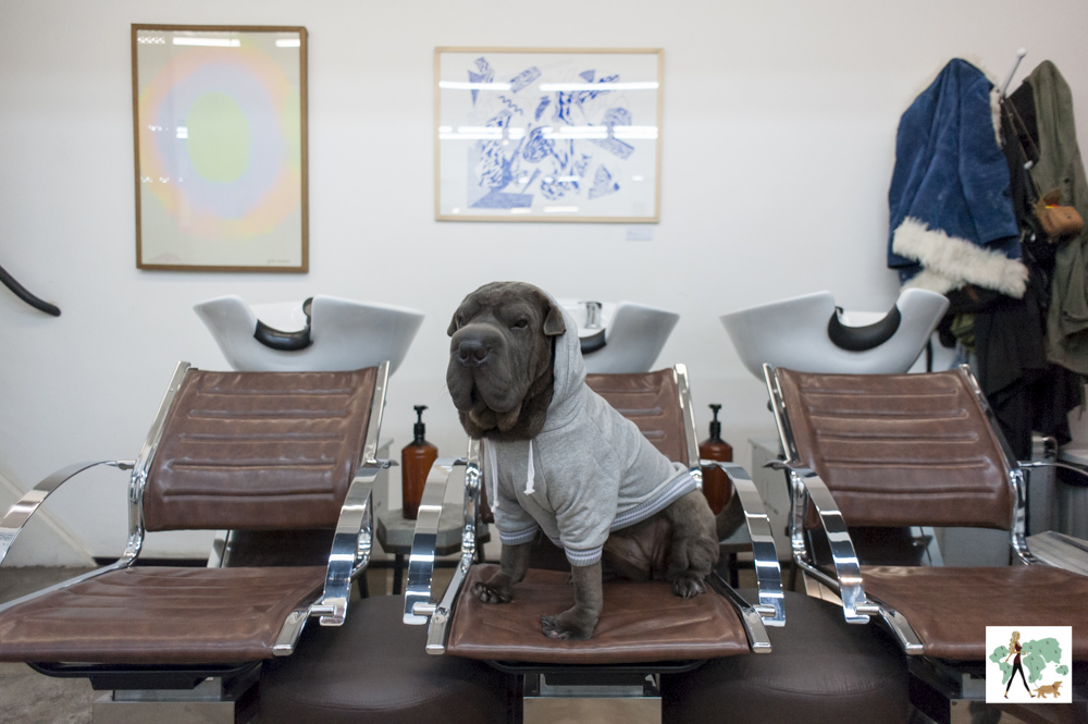 cachorro sentado em cima da cadeira do lavatório de cabelos
