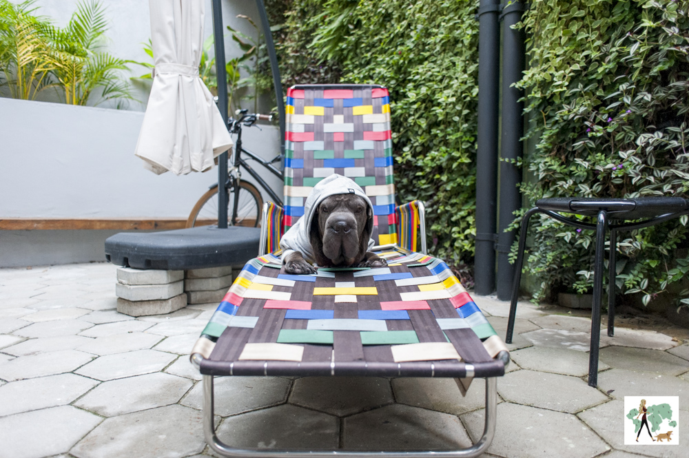 cachorro deitado na espreguiçadeira colorida
