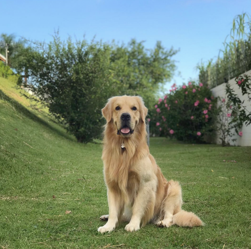 cachorro golden retriever