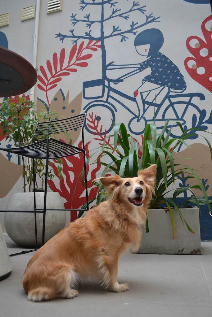 lugar pet friendly em Porto Alegre cachorro sentado em cafeteria