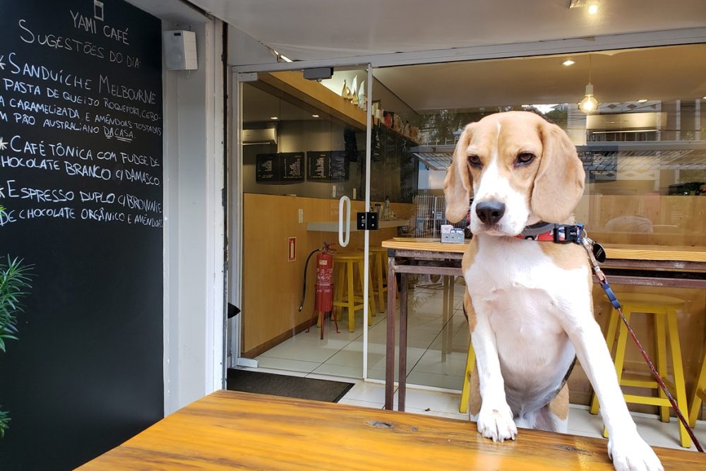 cachorro em cima da mesa