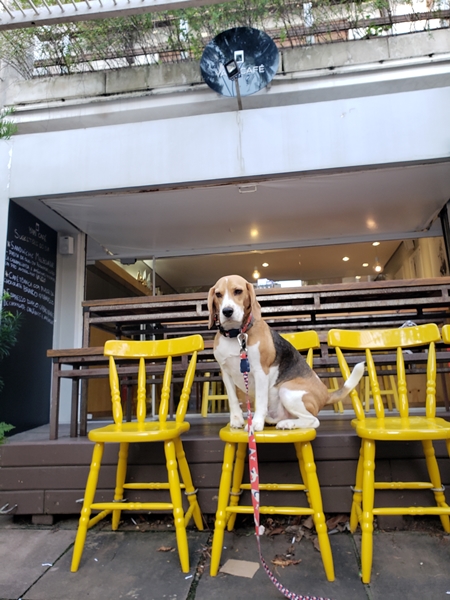 cachorro em cima da cadeira