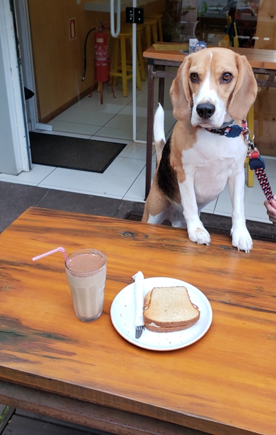 Copo de milkshake e sanduíche em cima de mesa e cachorro ao fundo