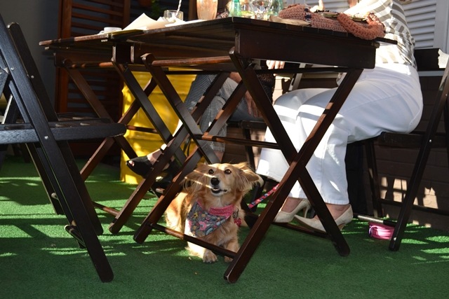 cachorro deitado debaixo da mesa