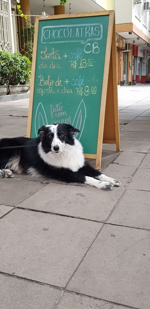 cachorro deitado em frente a placa