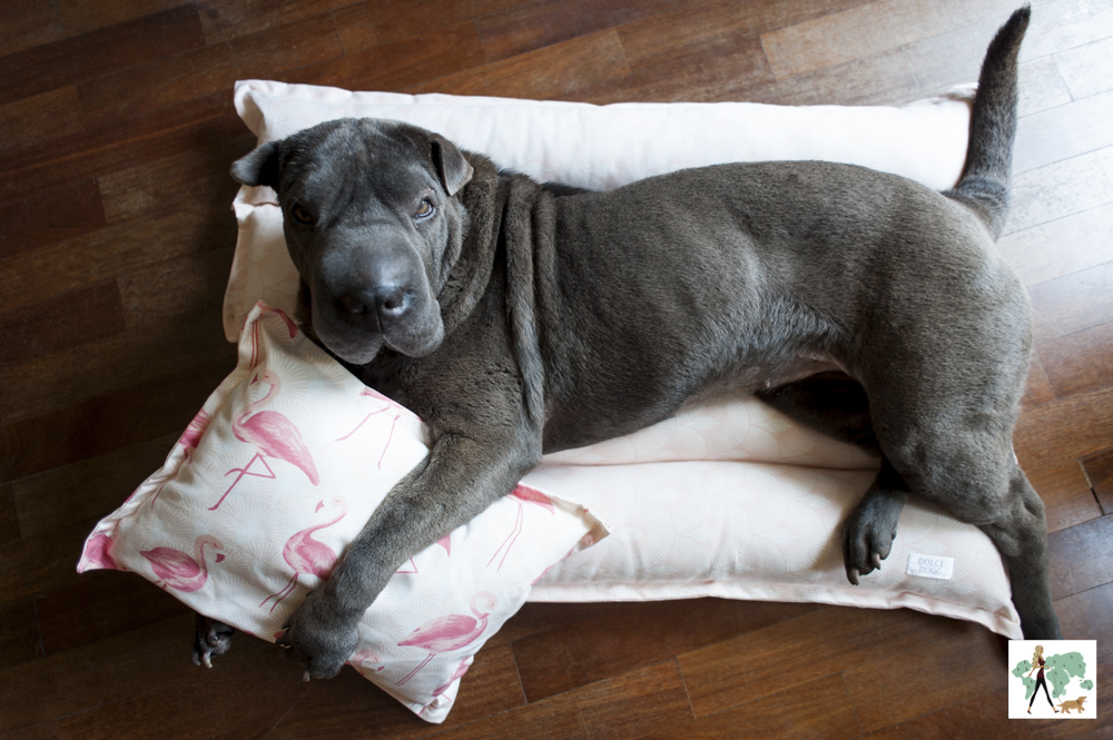 cachorro deitado no colchonete com travesseiro da Dolce Dogg