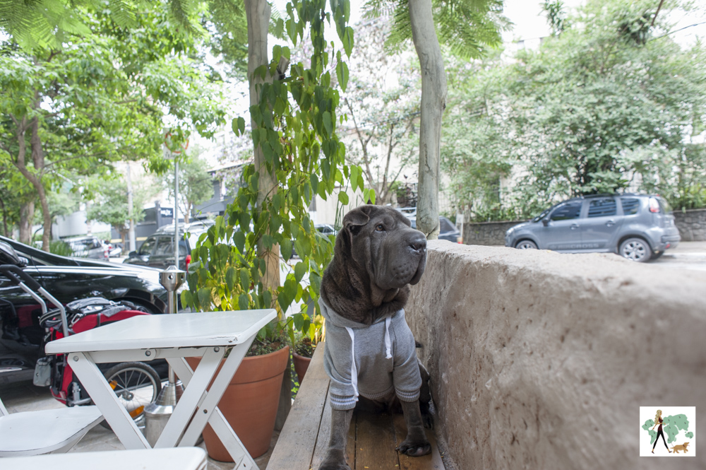 cachorro de moleton sentado em varanda de restaurante