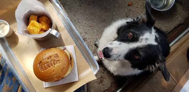 cachorro olhando para hambúrguer e batata