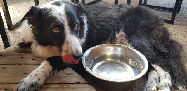 cachorro com pote de água