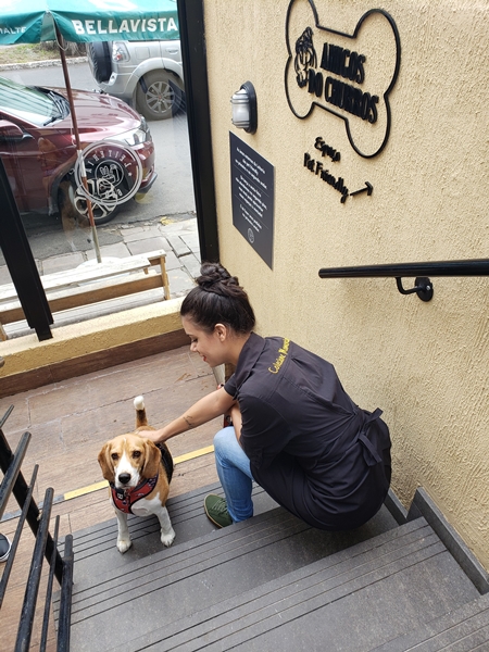 cachorro e mulher na escada