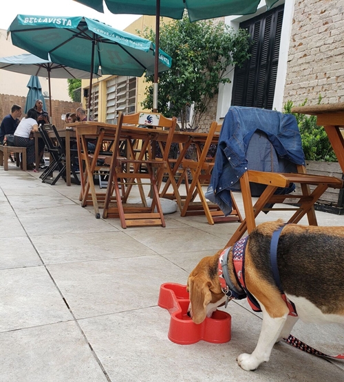 cachorro bebendo água