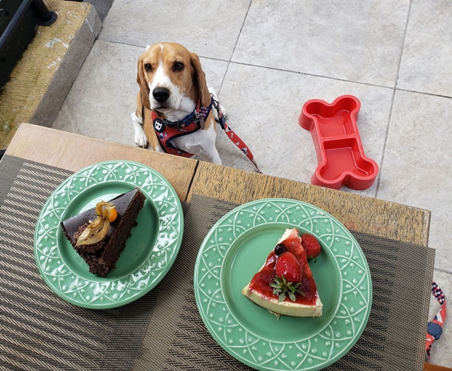 duas fatias de tortas servidas em pratos e um cachorro