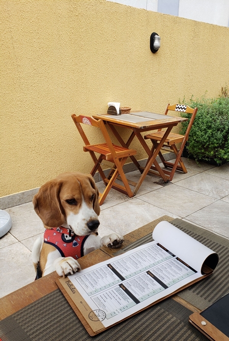 cachorro olhando o cardápio