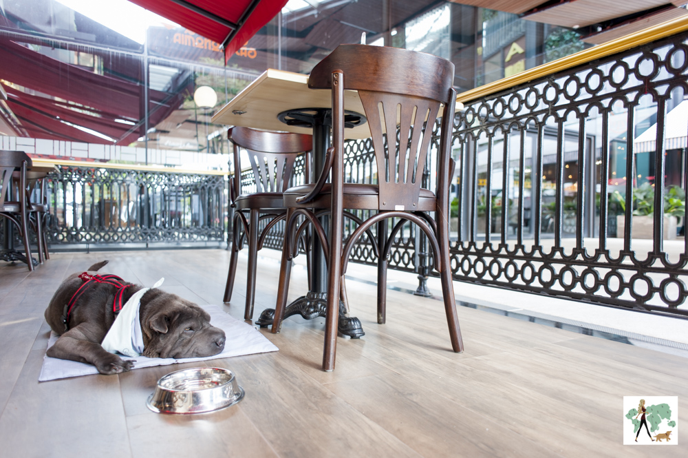cachorro deitado em varanda do Paris 6 em Campinas