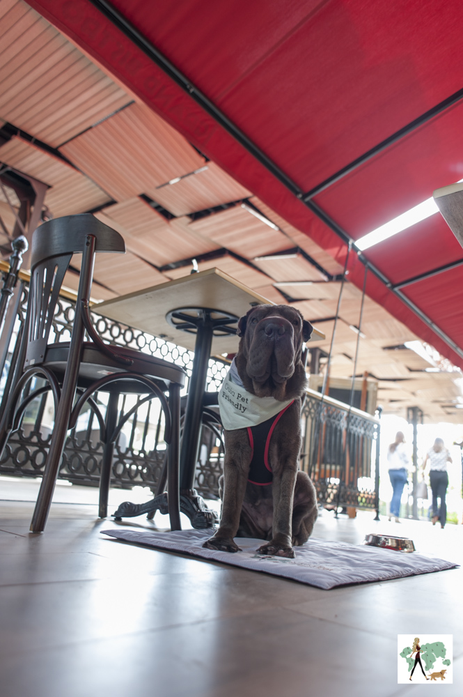 cachorro sentado na varanda do restaurante Paris 6