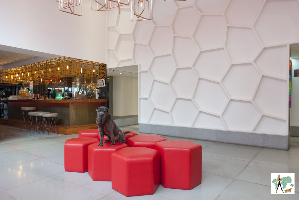 cachorro em cima de banquetas no hotel Radisson Campinas