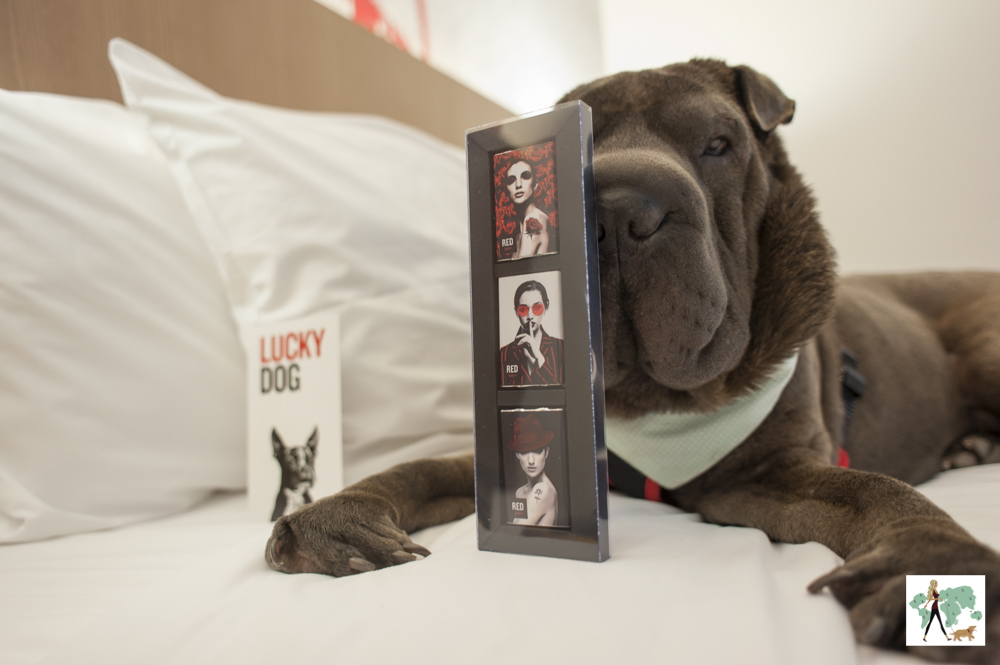 cachorro em cima de cama de hotel com barra de chocolate