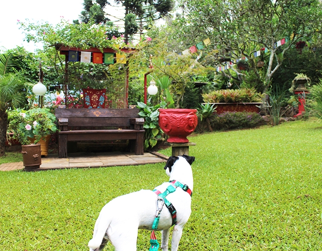 cachorro no gramado de restaurante tibetano
