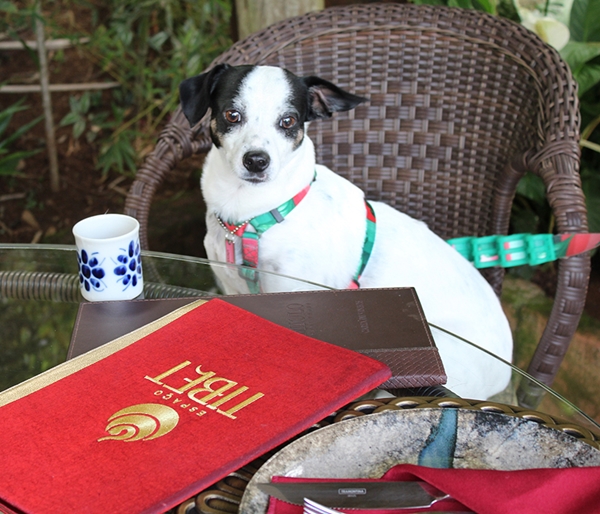 cachorro sentado na cadeira do restaurante