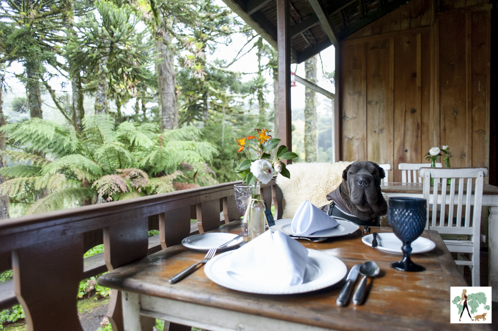 cachorro em cima de cadeira em mesa do Parador Hampel