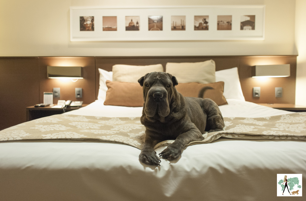 cachorro em cima da cama do hotel Deville em Porto Alegre