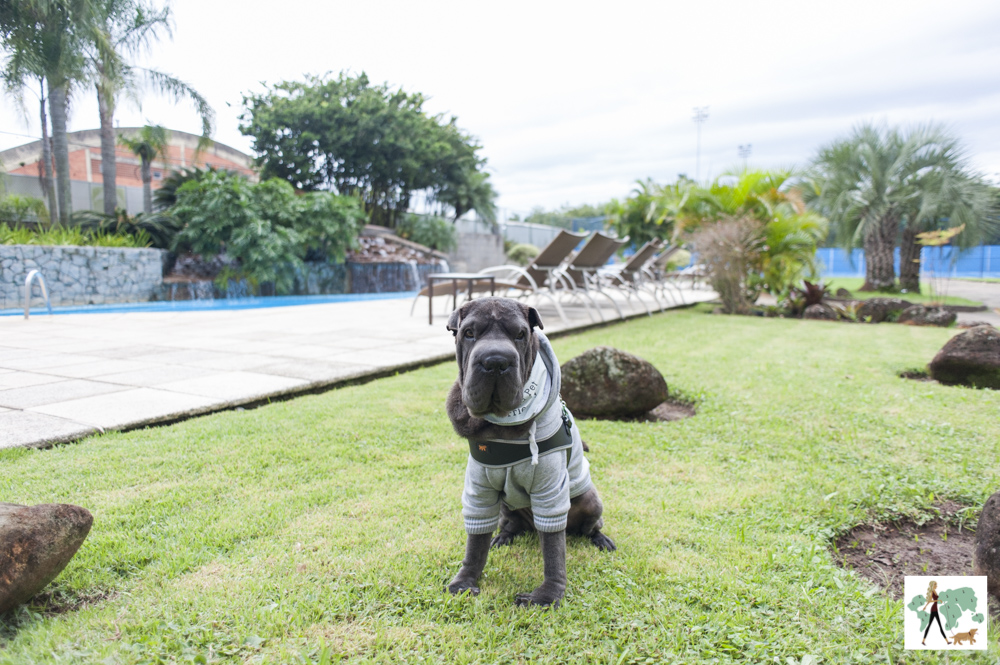 cachorro sentado na grama do hotel Deville de Porto Alegre