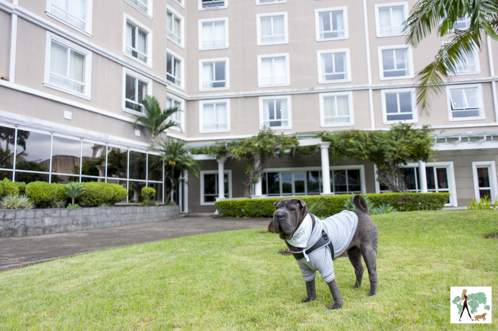 cachorro no jardim do hotel Deville de Porto Alegre