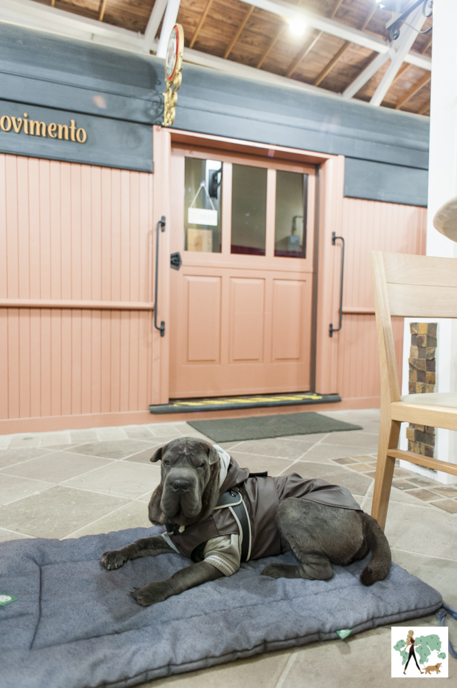 cachorro sentado na plataforma da estação de trem