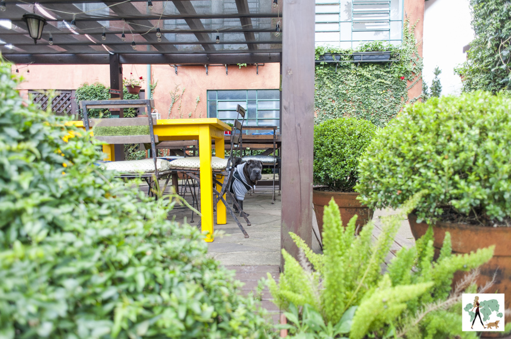 cachorro entre plantas e mesas de restaurante