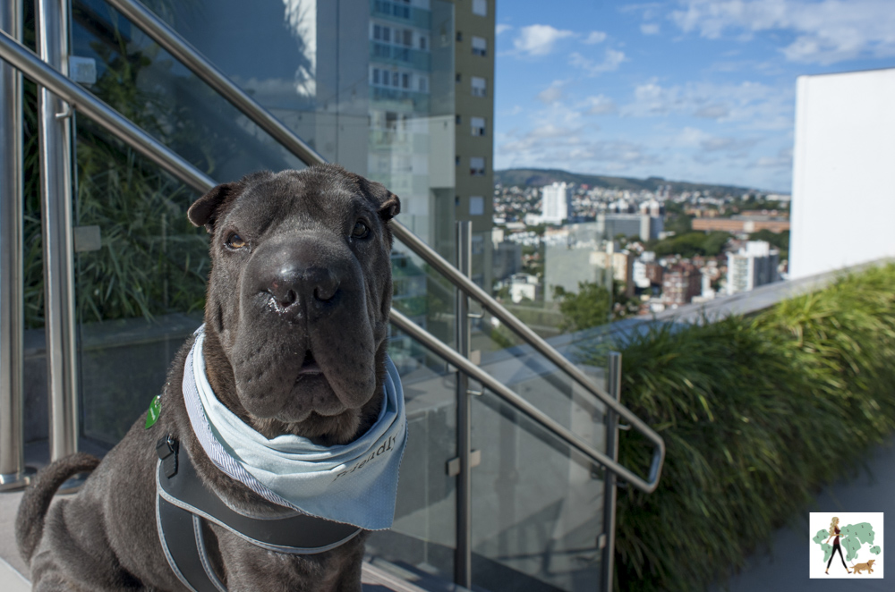 cachorro e vista para Porto Alegre