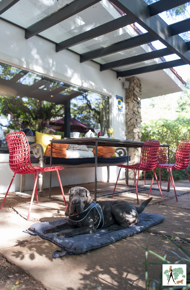 cachorro deitado ao lado de mesa de restaurante