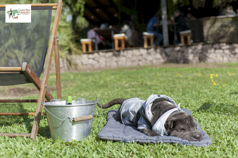 cachorro dormindo em gramado do O Butiá