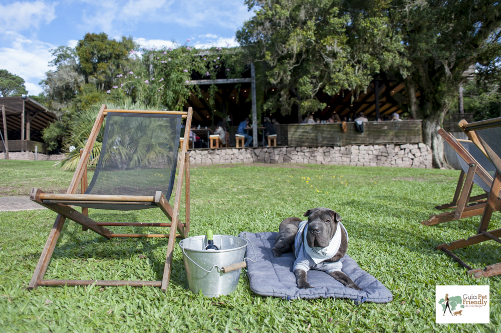 cachorro no gramado do O Butiá