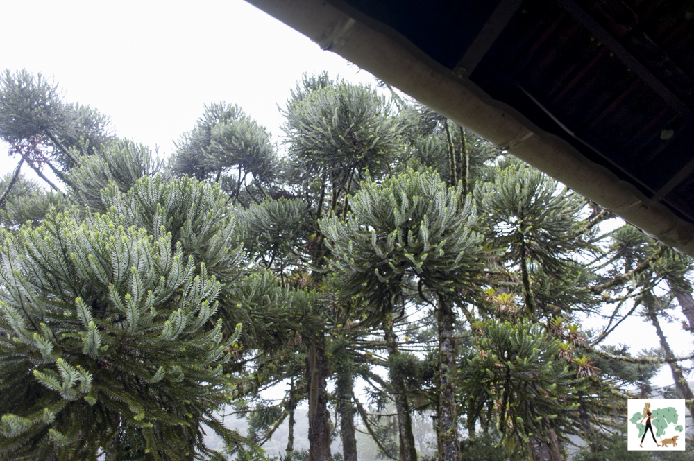araucárias