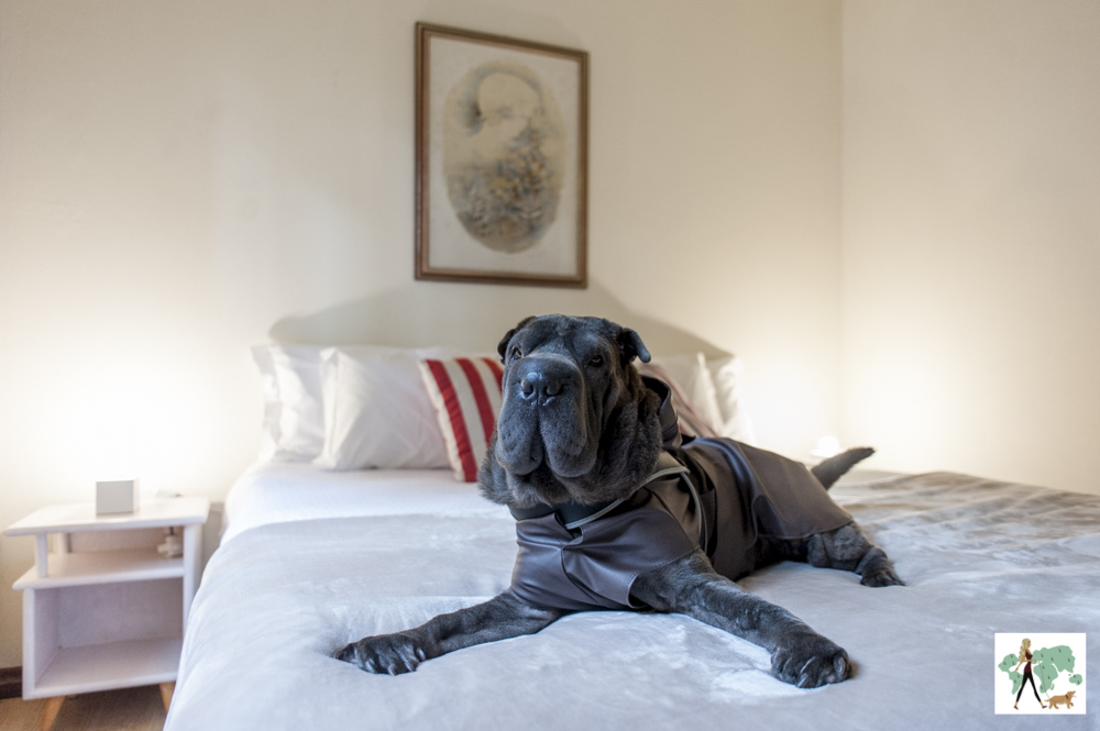 cachorro em cima da cama do Parador Hampel