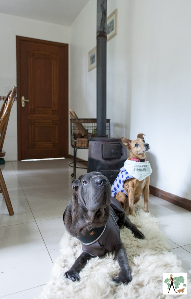 cachorras na suíte do Parador Hampel